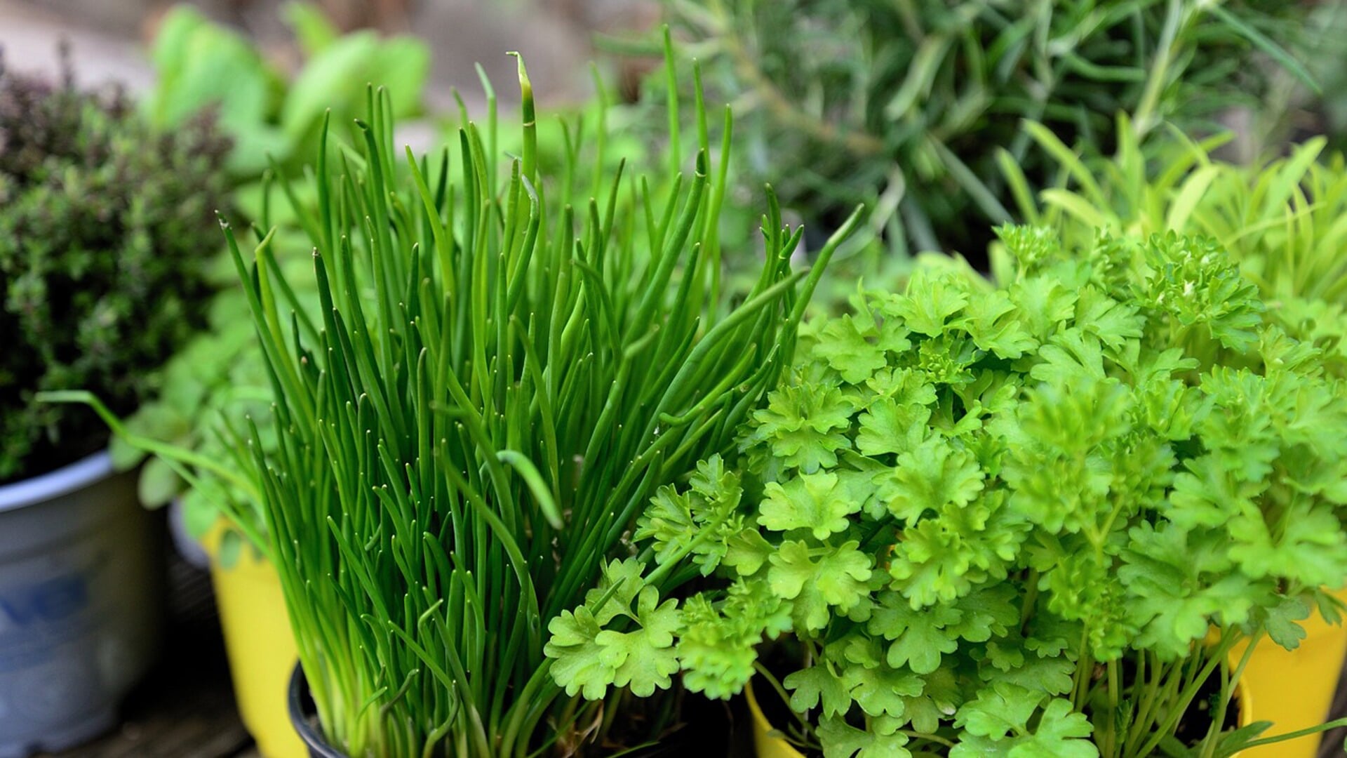 Sommige planten kunnen de gezondheid ondersteunen en verdienen daarom een plaats in de border van uw tuin. 
