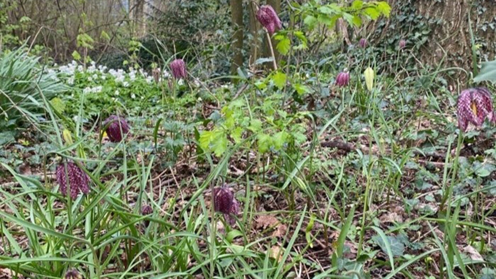 Heempark Rusthout herbergt volgens de AVN waardevolle flora, waaronder de zeldzame kievitsbloem.