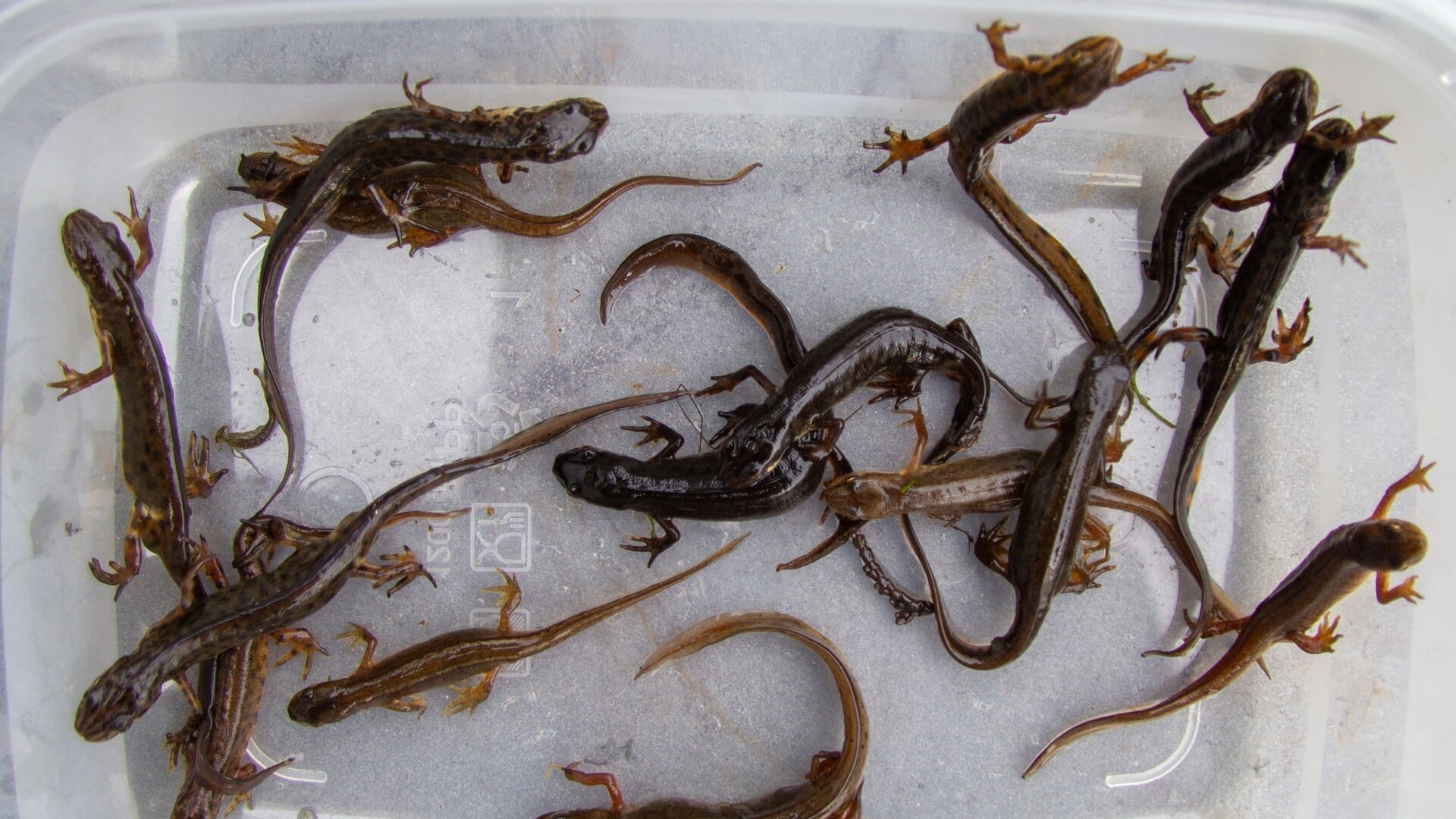 Een klein deel van de meer dan honderdvijftig salamanders uit de vijver in de woonwijk Buytenwegh. Ze zijn op een aantal plaatsen waar al salamanders leven weer losgelaten. Foto: Arno van Berge Henegouwen