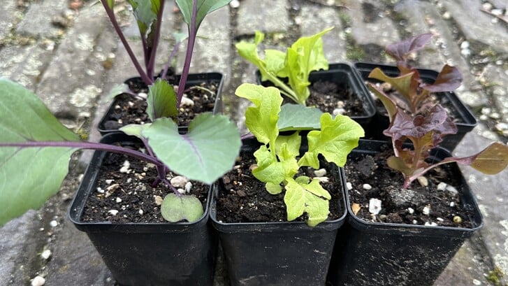 Groenteplanten uit zaad (foto: Jan Blokland).