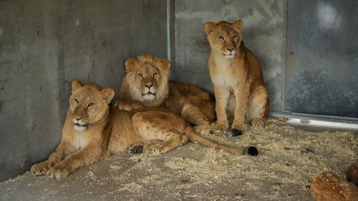 Drie leeuwen hebben een nieuw onderkomen Yorkshire Wildlife Park in het noorden van Engeland gekregen dankzij het netwerk van Gerard de Nijs.