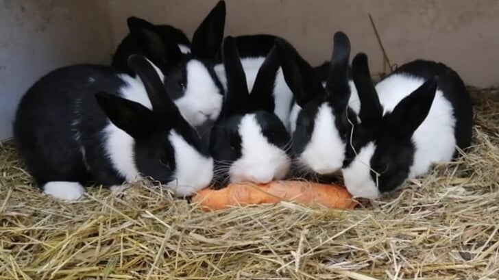 Konijnenbezitters kunnen (op afspraak) hun konijn tegen gereduceerd tarief laten vaccineren en desgewenst gratis laten controleren. Foto: Het Buitenbeest