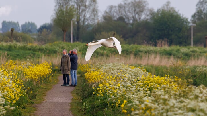 Knobbelzwaan vliegt in Groenzoom over dijkje met bloeiend fluiterkruid en raapzaad. (foto: John Vink)