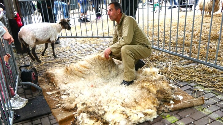De schapen werden vakkundig uit hun winterjas geholpen in de hooiberg van kinderboerderij Essesteijn (foto: Marian Turkesteen).
