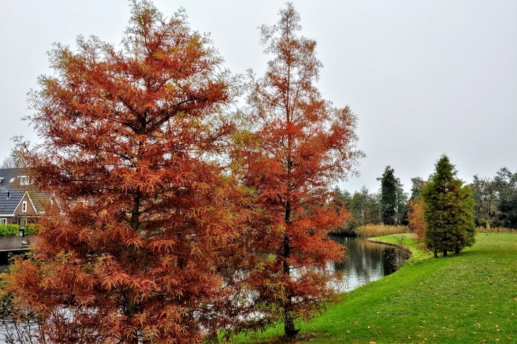 Op een grijze dag wél prachtige herfstkleuren in het Sijtwendepark (foto: Jolanthe Toxopeus).