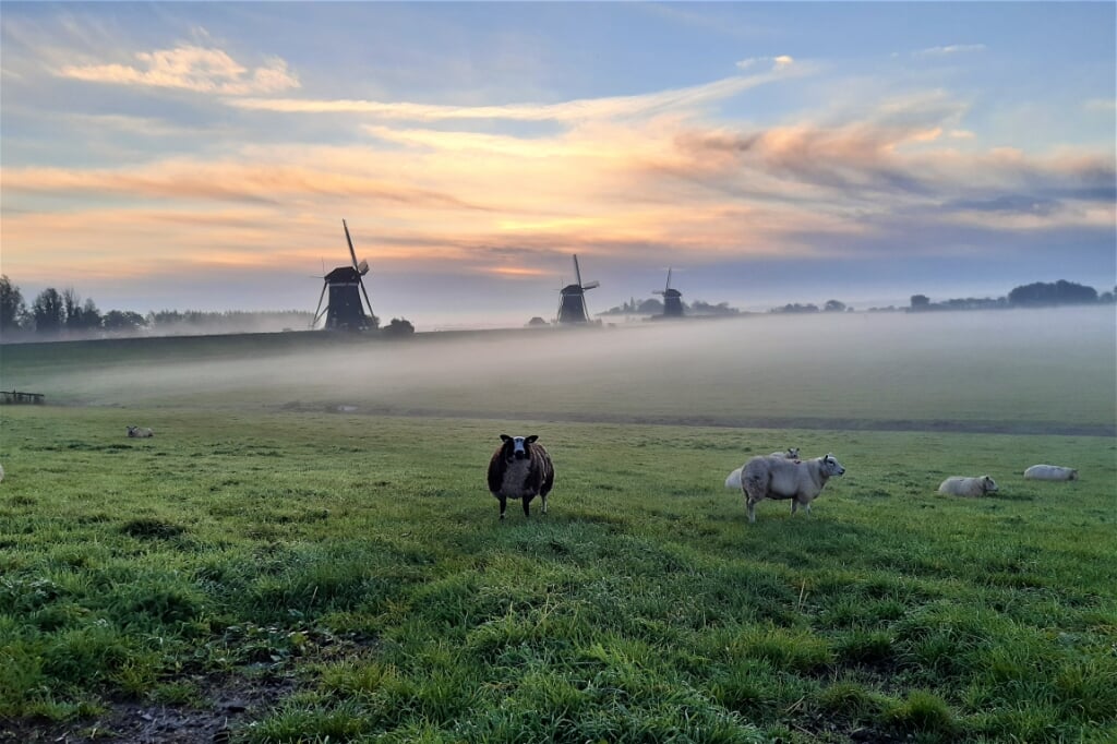 De Drie Molens aan de Stomwijkseweg in Leidschendam met laaghangende mist en wat grazende schapen op de voorgrond (foto: Annita Hoogeveen).