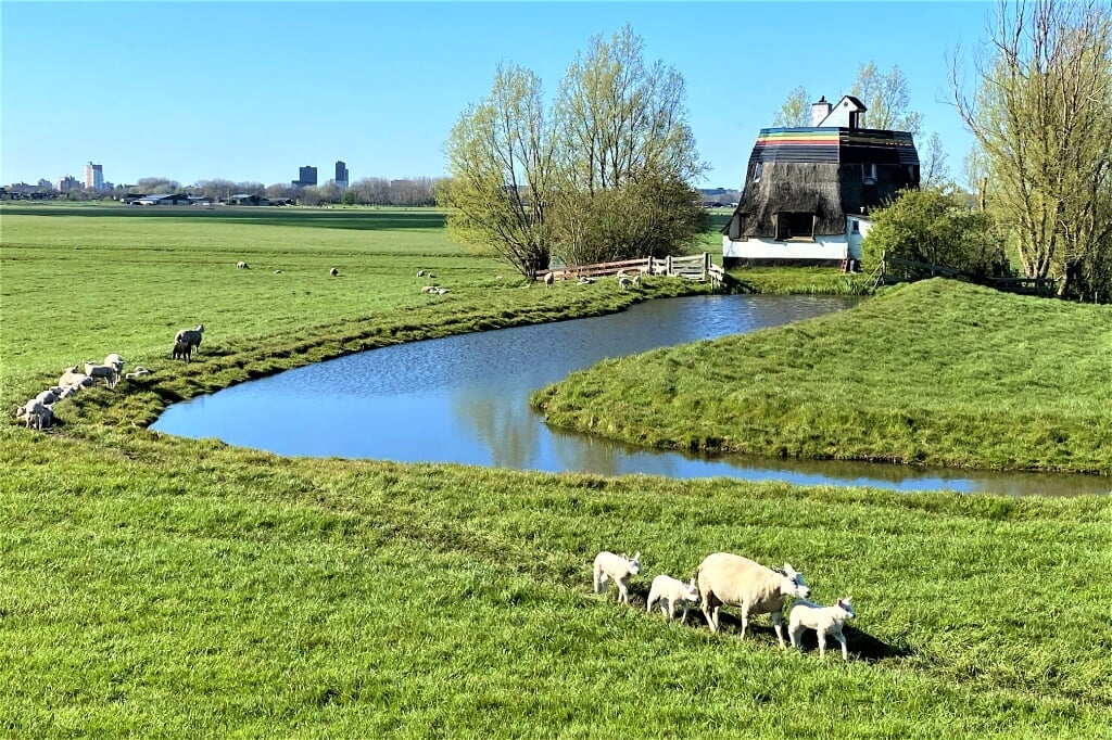 Afgeknotte molen aan de Bovenmeerweg in de Meerpolder tussen Stompwijk en Zoetermeer (foto: Ria Luiten).