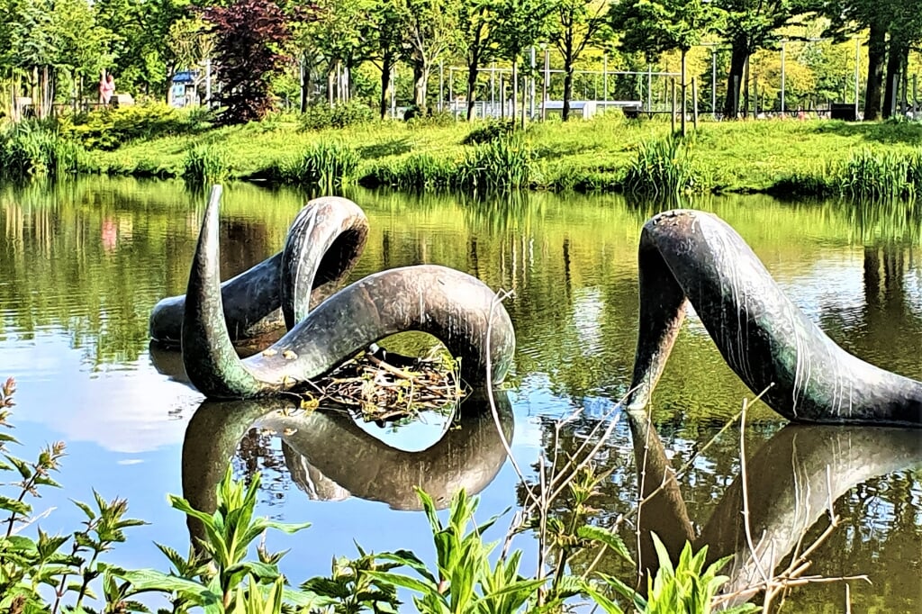 Broedend waterhoentje in Notenboom park Voorburg (foto: Patricia  Beekhuizen).