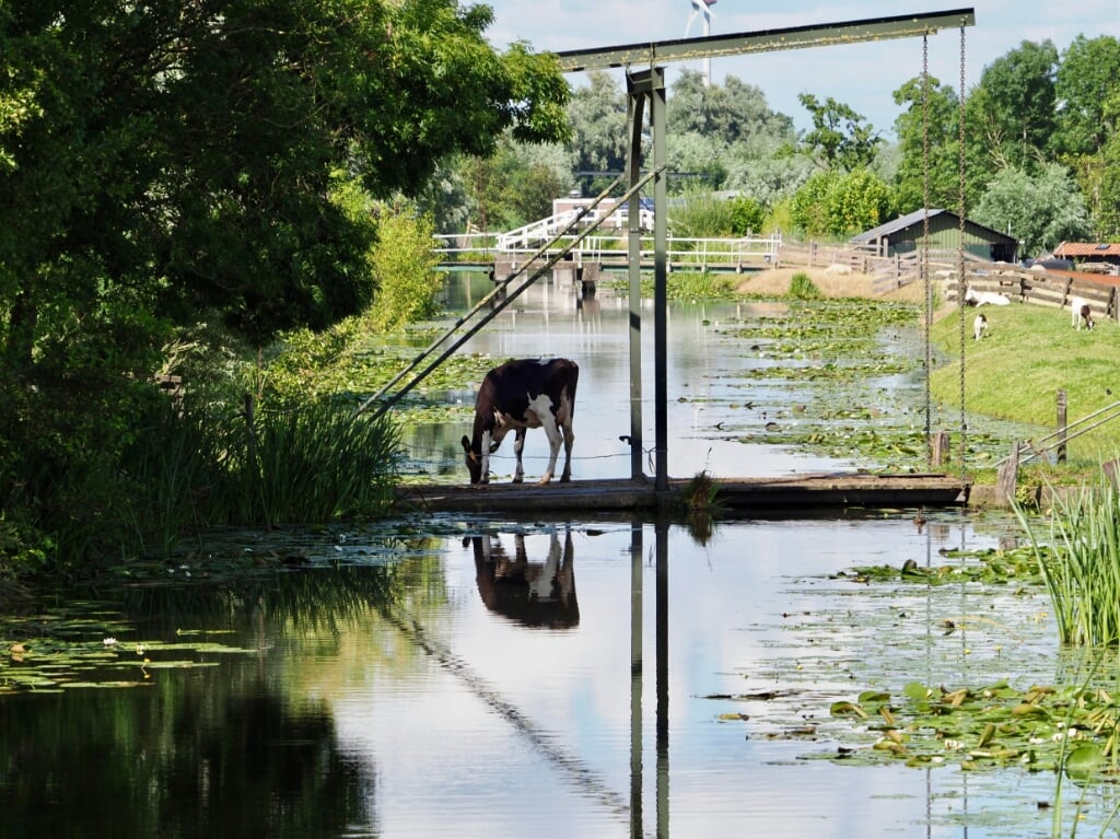 Koe in de Weipoort in Zoeterwoude, op weg vanuit de wei naar de stal via een bruggetje. Foto: 
Anneke Rosenbrand-Flaton