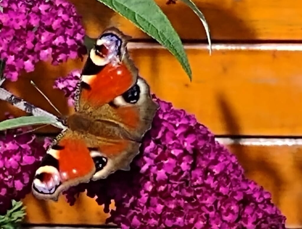 Vlinder in de achtertuin. Foto: Plonie van der Laan.