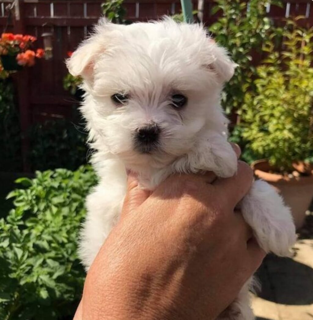 Maltese pup