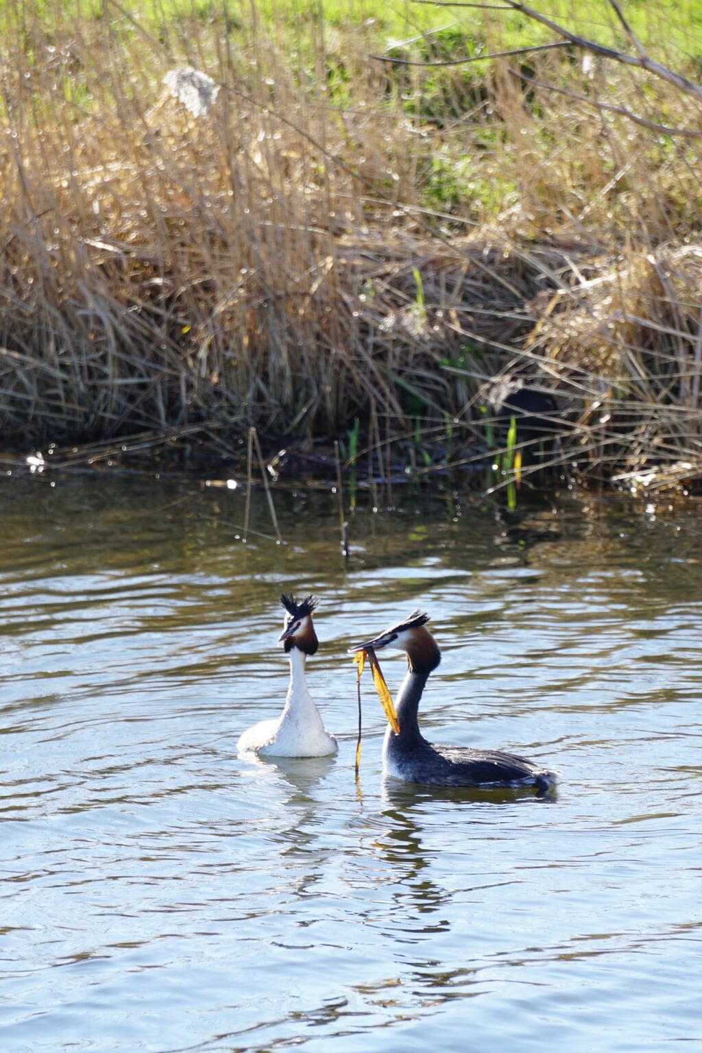 De natuur in en rondom Pijnacker-Nootdorp is belangrijk, maar vinden de lokale politici dat ook? Foto: Eline Baan