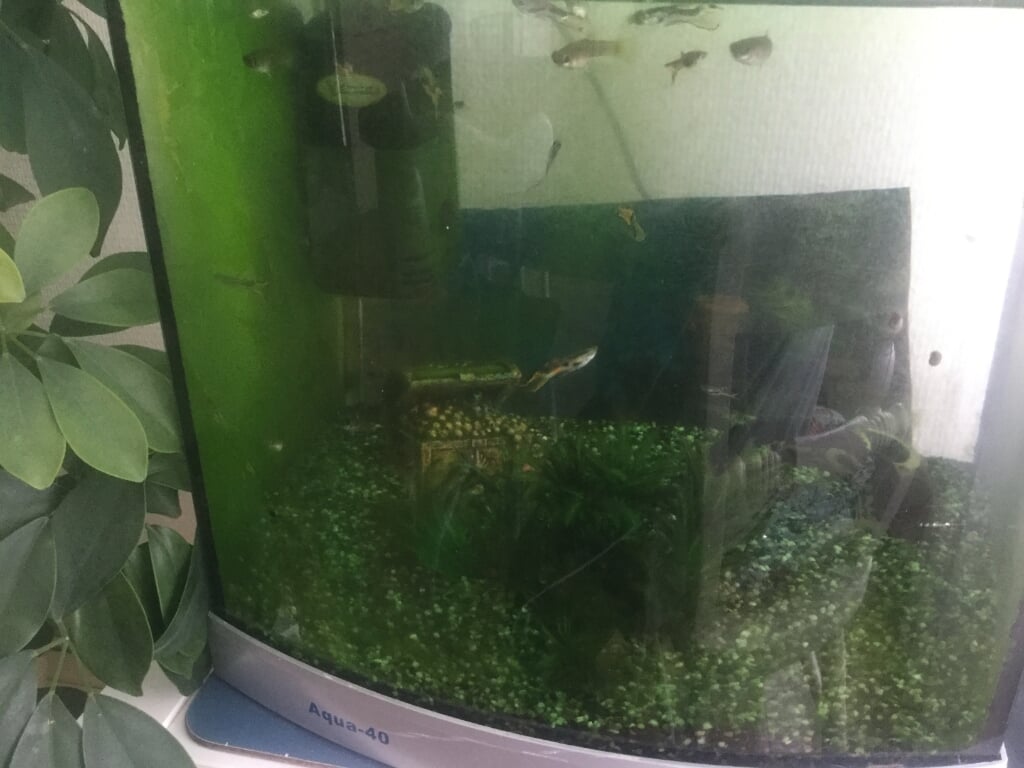 Aquarium