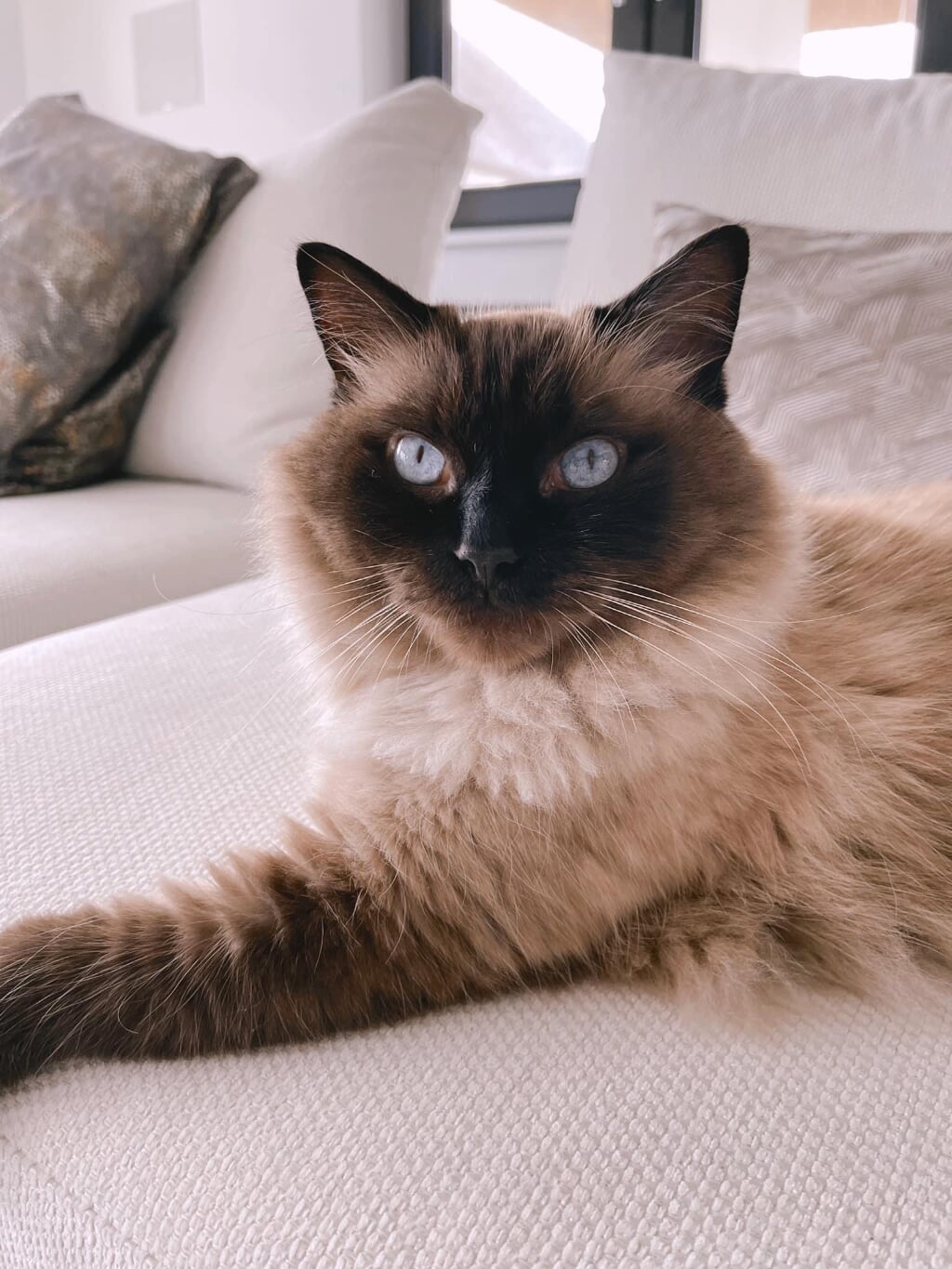 Kater vermist