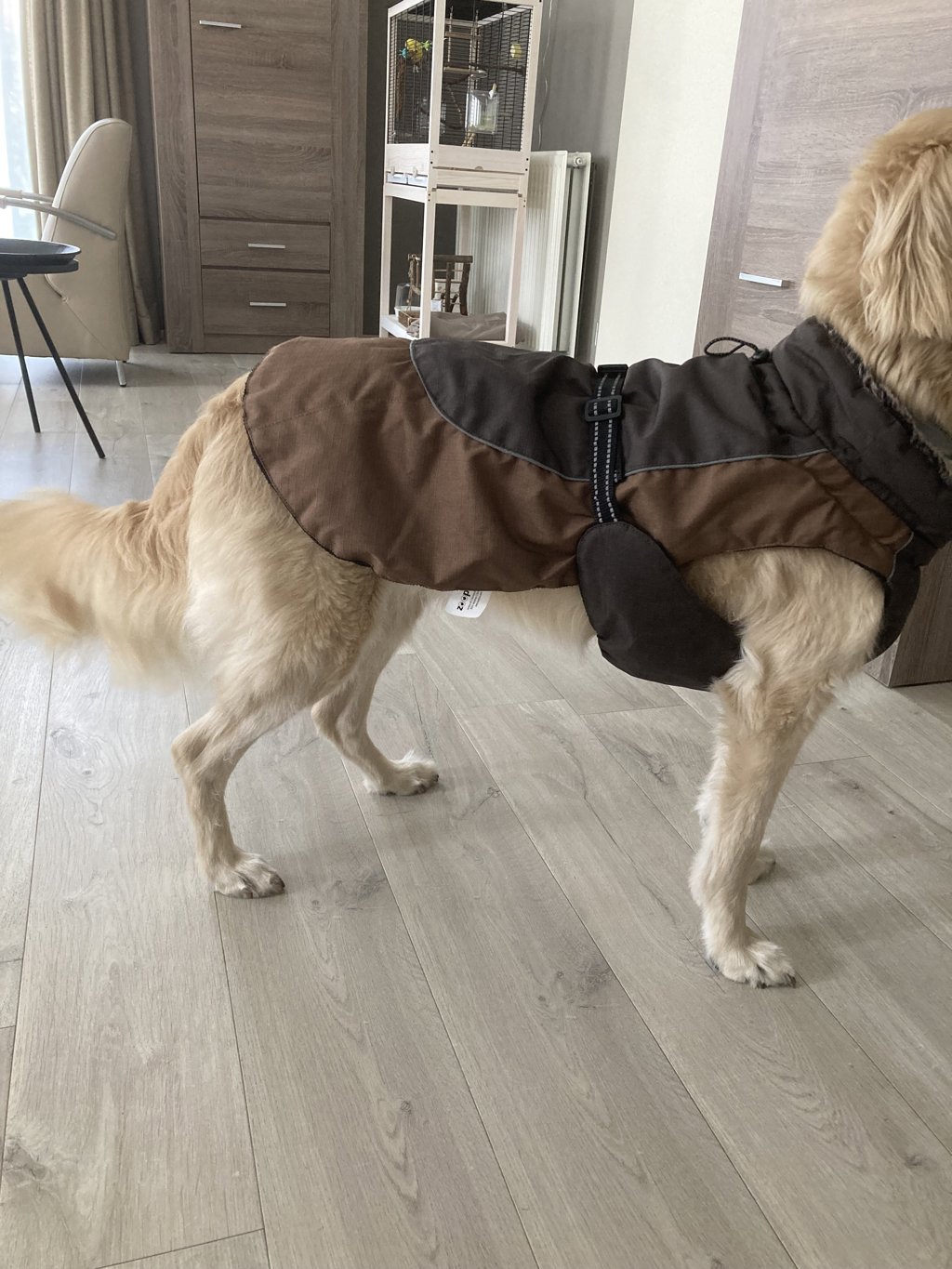 winterjas voor honden