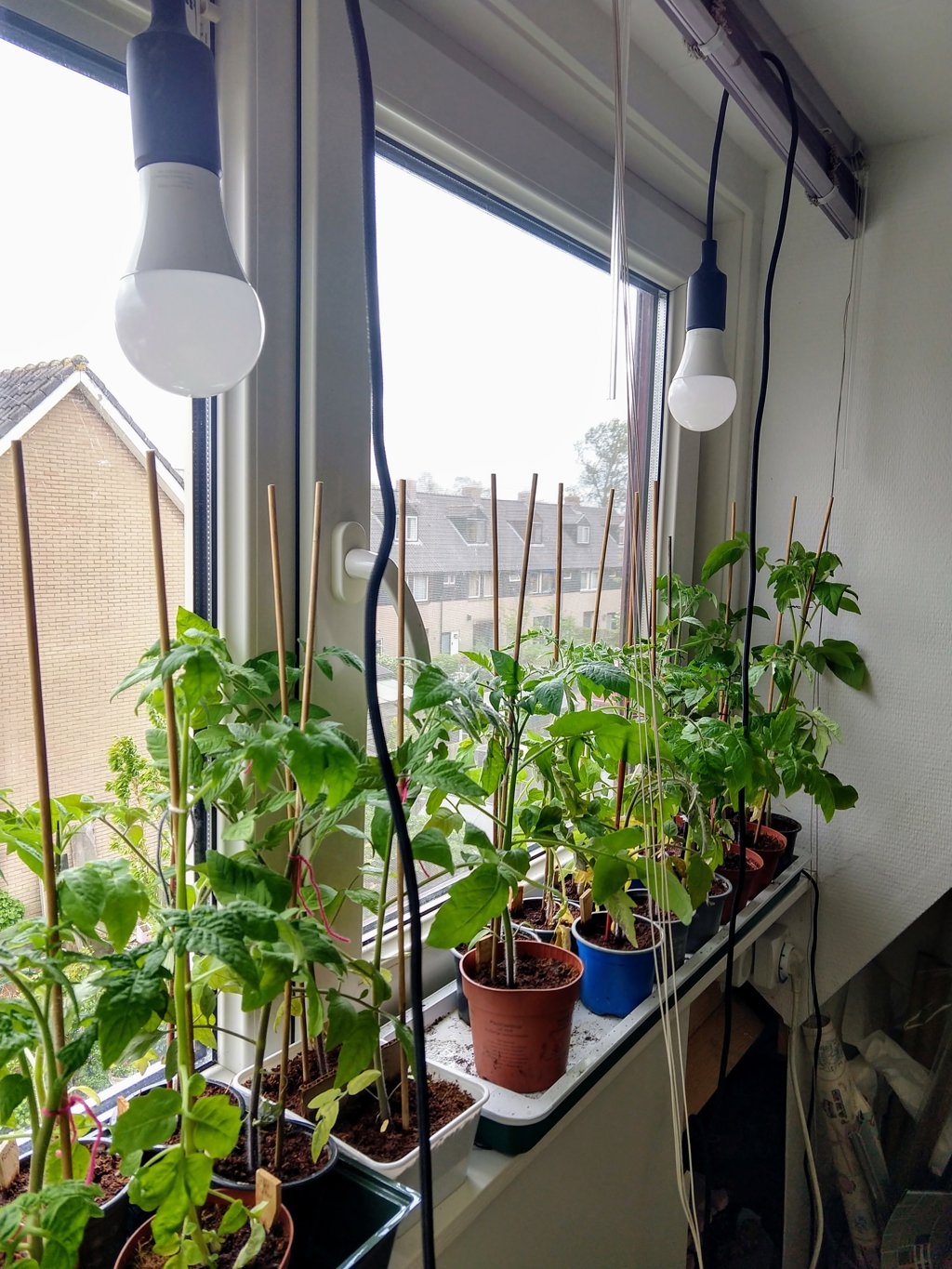 Diverse tomatenplanten