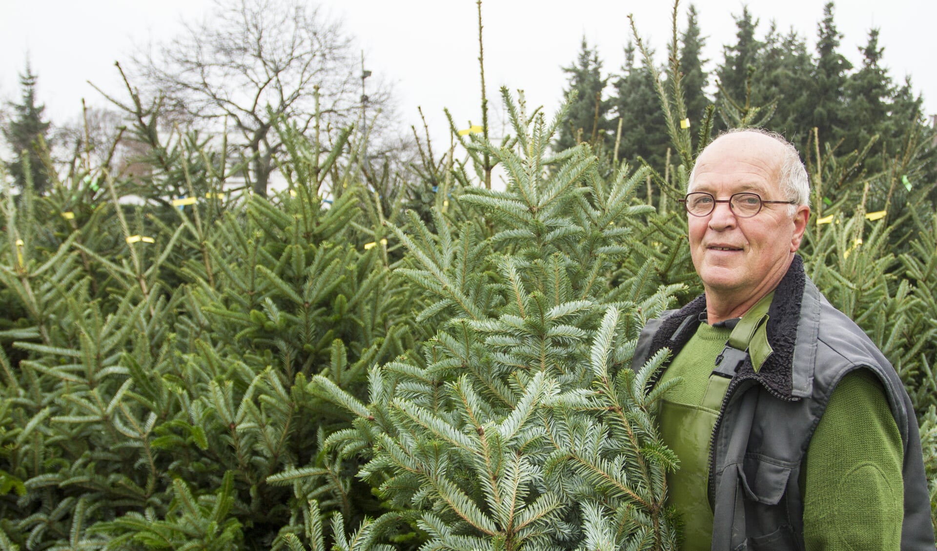 De gemeente Venray gaat ook dit jaar de kerstbomen op een aantal locaties verzamelen. 