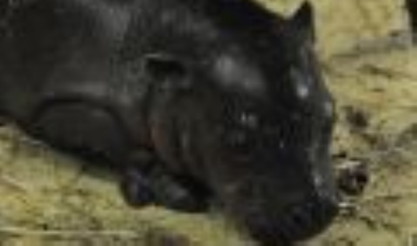 Tobie is de jongste aanwinst van ZooParc Overloon.