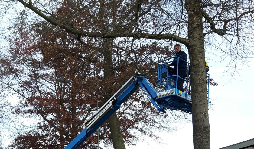 Met een hoogwerker werden enkele moeraseiken aan de Meerlose Hoofdstraat voorzien van kerstverlichting 