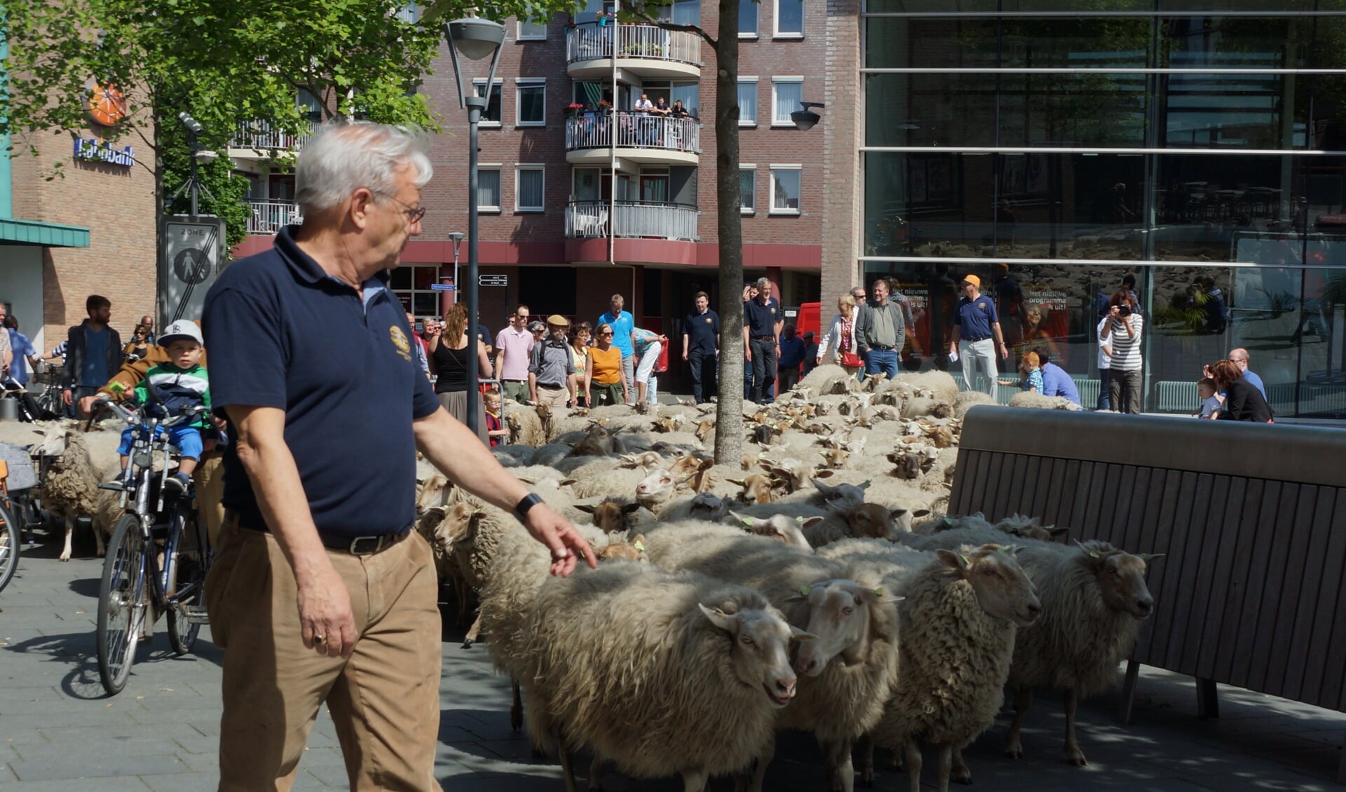 Venray kan zondag weer heel wat schapen en het centrum begroeten. 