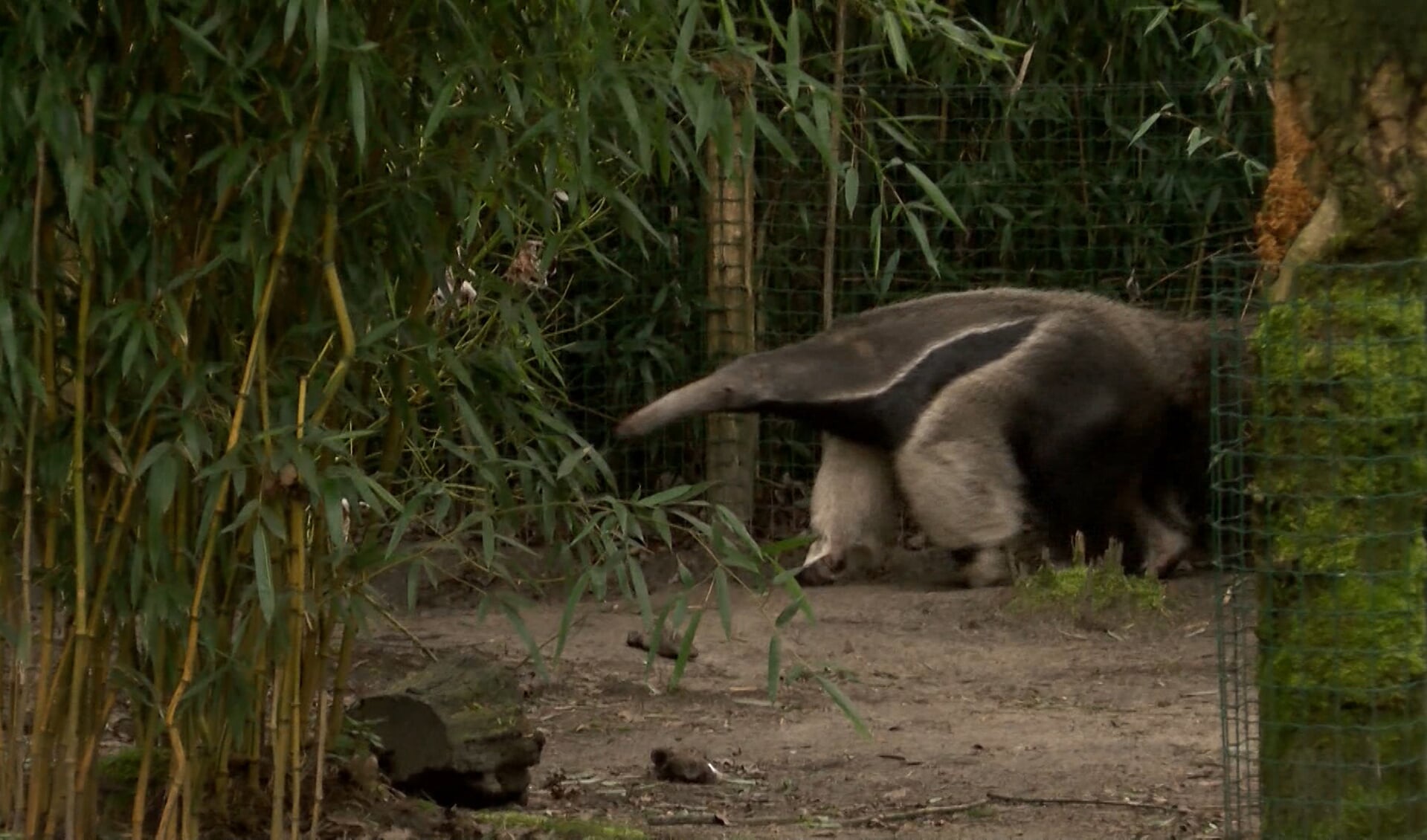 De zevende aflevering van Oh, zit dat ZOO?! is zaterdagavond op Peel en Maas TV te zien.