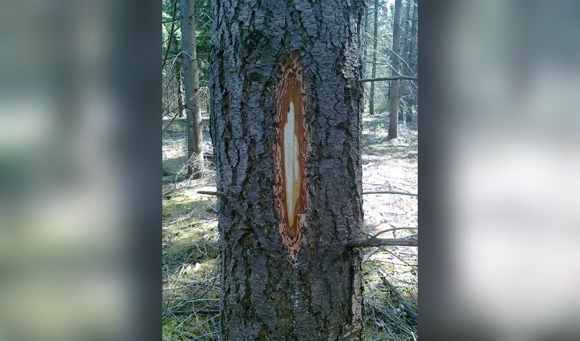 Boomstam met bles. Welke bomen om moeten, hangt af van het doel van het bos.