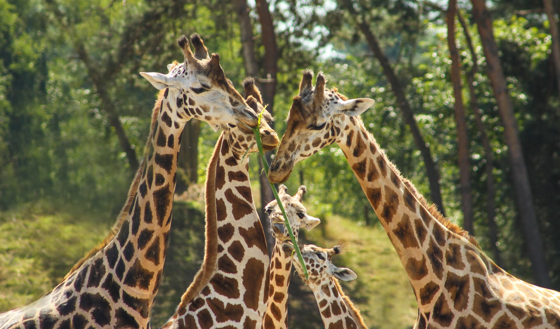 ZooParc Overloon opent nog voor de zomer nieuwe giraffenvlakte. Foto: Libéma. 