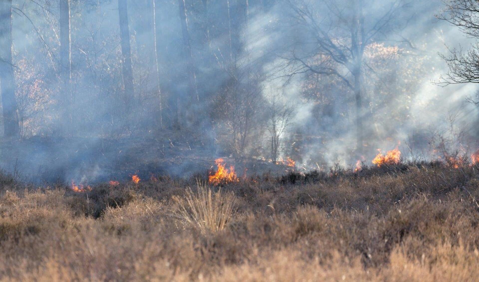 Brand maandagavond in een bos- en heidegebied in Overloon. Foto: Albert Hendriks.