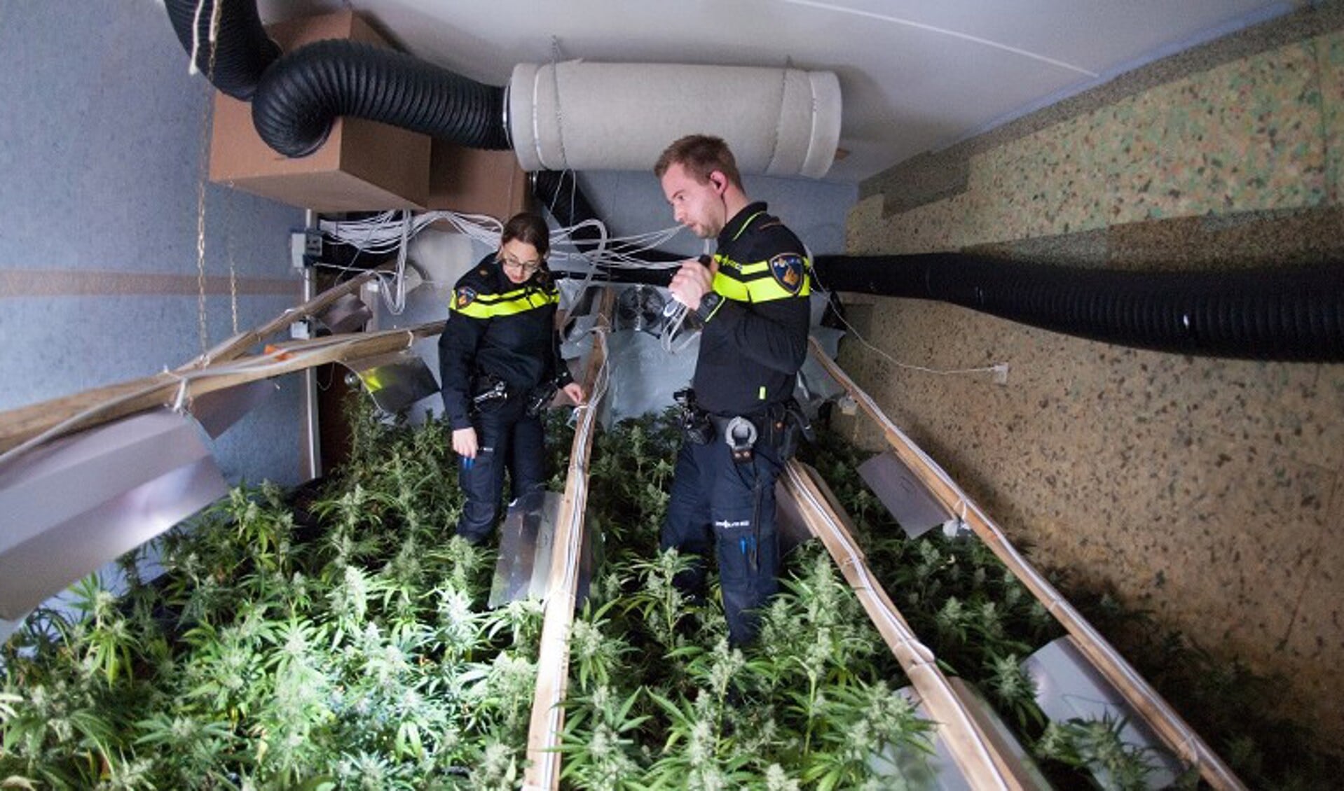 De politie trof donderdagavond in Overloon een hennepkwekerij met drieduizend planten aan. Foto: politie. 