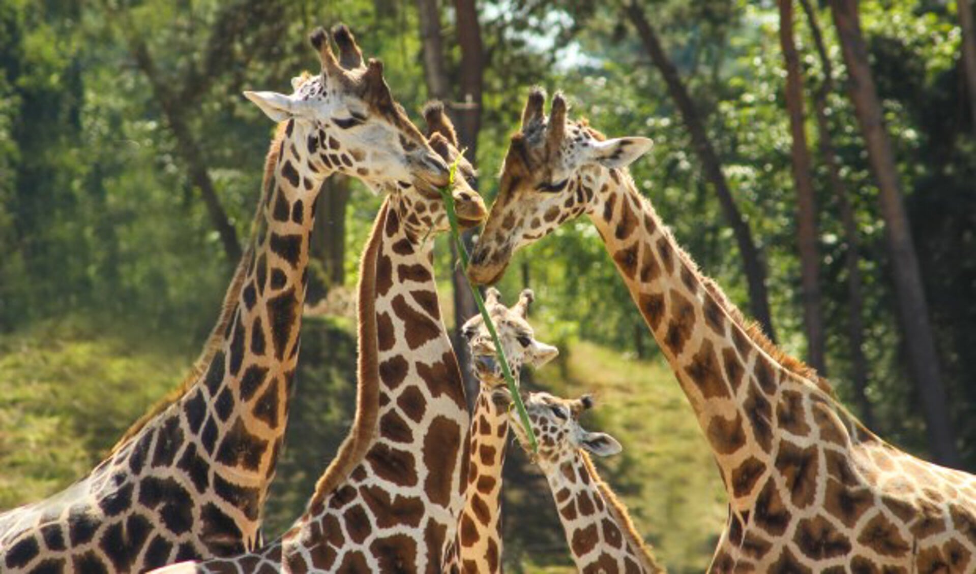 ZooParc Overloon opent op vrijdag 7 juli zijn nieuwe giraffenverblijf. Foto: Libéma. 