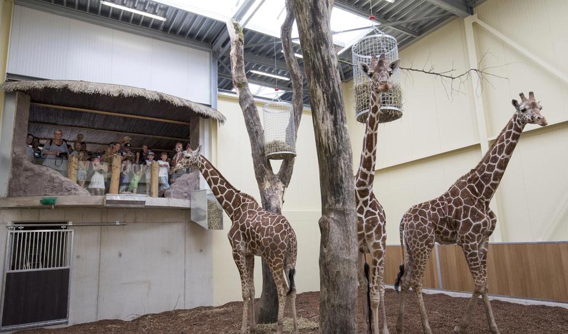 Bezoekers bewonderen de giraffen op ooghoogte. Foto: ZooParc Overloon.