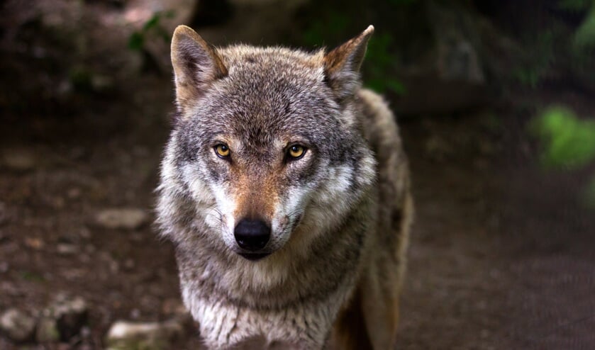 Foto ter illustratie. Dit is niet de wolf uit het bericht.
