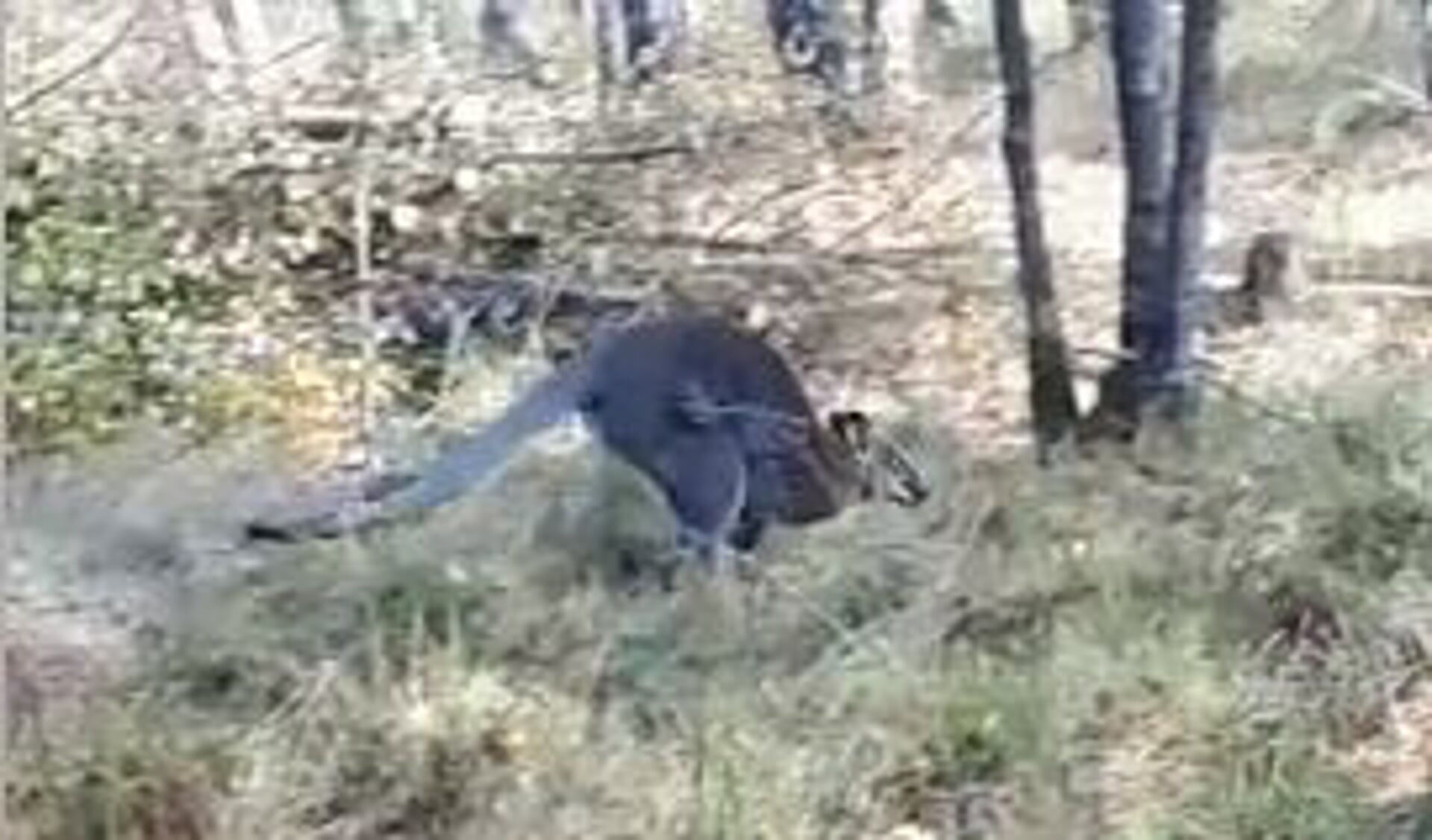 De kangoeroe was volgens de politie erg verzwakt. (foto: politie)