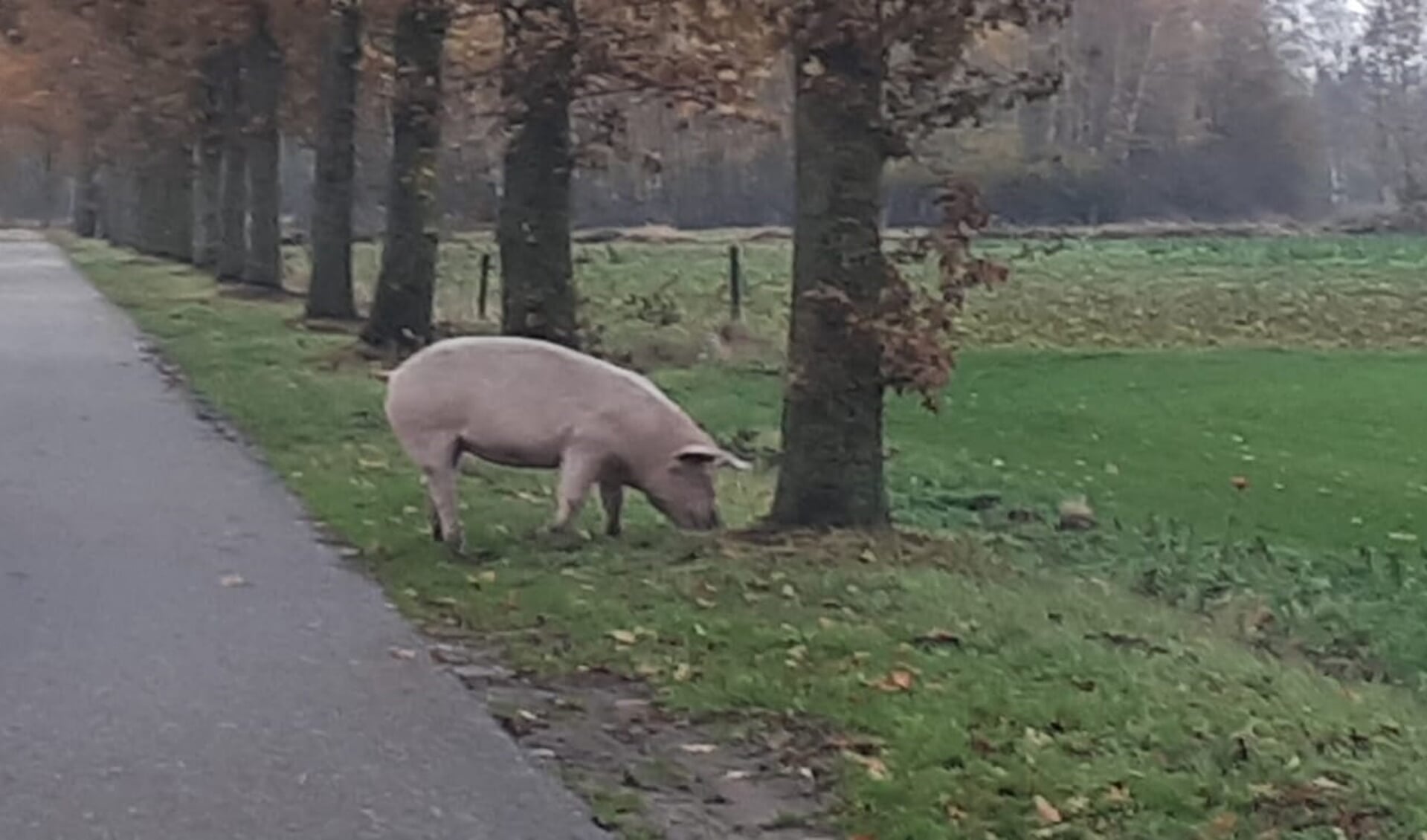 De Venrayse politie bracht een varken terug naar de eigenaar.