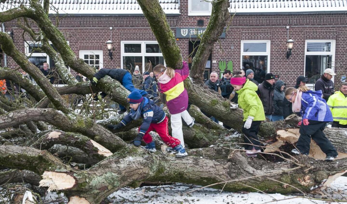 De kastanjeboom op het dorpsplein in Geijsteren is geveld. Foto: Lotte Kamphuis. 