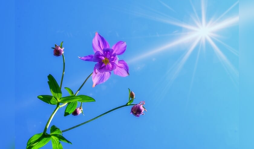 Zon