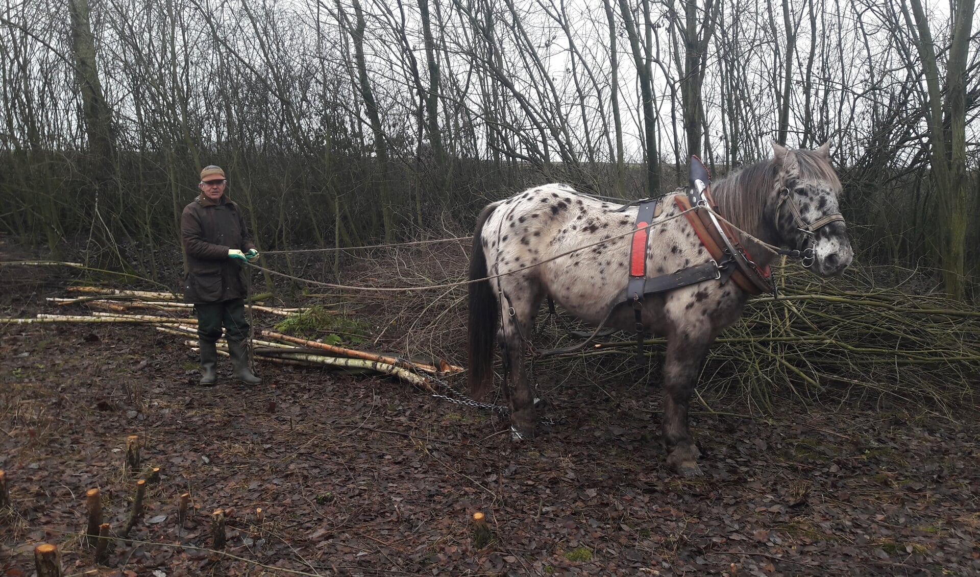 Het hout wordt tijdens de hakhoutdag op zaterdag 9 februari in Venray uit het bos gesleept door een paardenmenner en zijn trekpaard. 