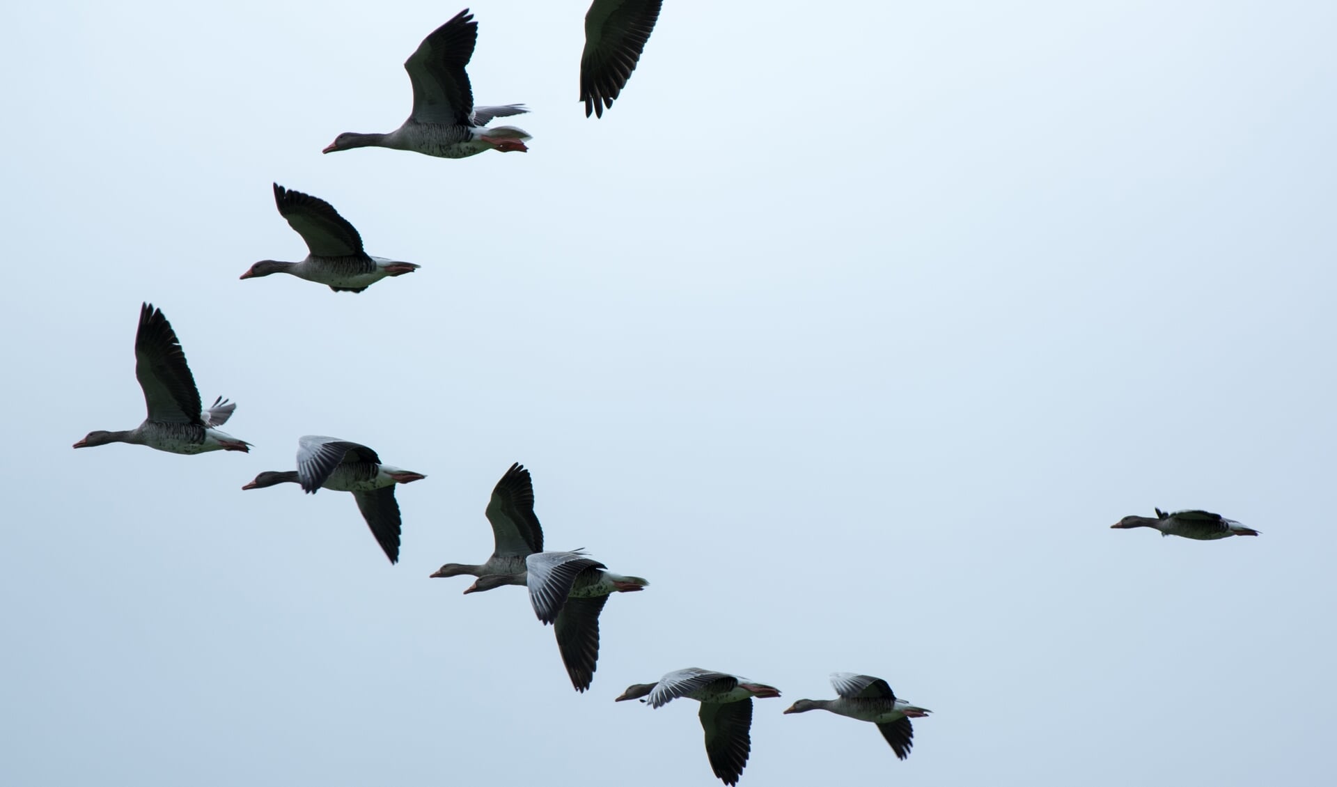 IVN Geijsteren-Venray houdt op maandag 28 januari een lezing over het mysterie van de vogeltrek. 