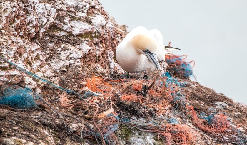 In onze oceanen drijven vijf gigantische vuilnisbelten met kunststofafval.