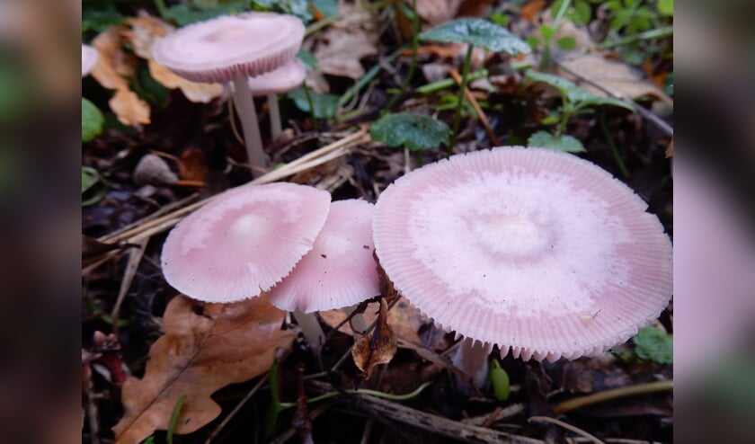 Paddenstoelenwandeling IVN Geijsteren-Venray op 27 oktober.