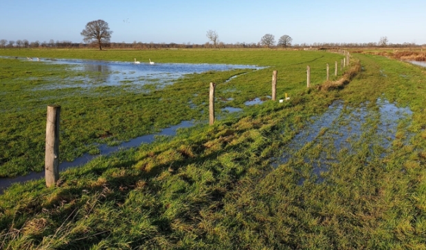 <p>Door het hoge water in de Maas beginnen ook de weilanden vol te lopen</p>