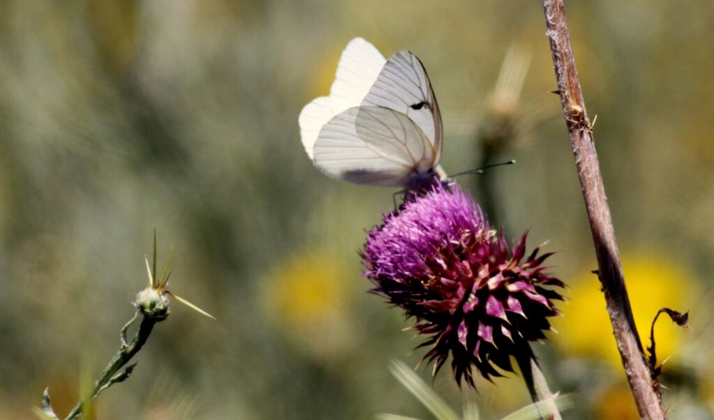 Vlinders staan centraal in een minicursus vsn IVNG Geijsteren-Venray. Foto: Wim de Graaf. 
