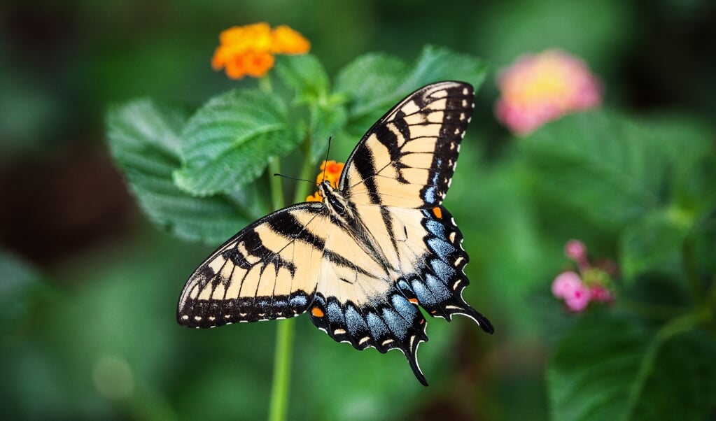 Koninginnepage, een kleurrijke vlinder. 