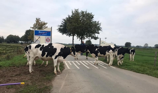 Enkele koeien gingen even voor een ommetje