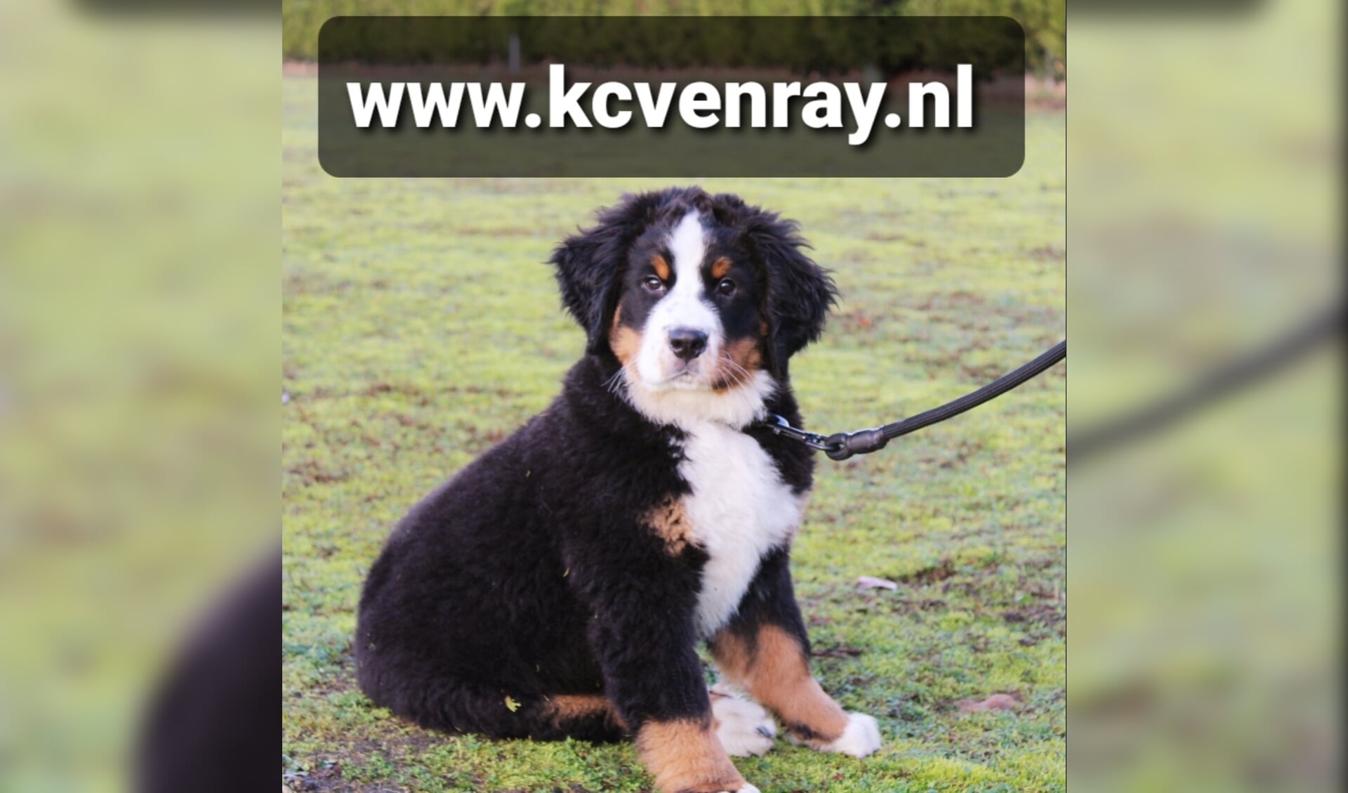 KC Venray start in januari 2021 met de wintersocialisatie voor pups. 