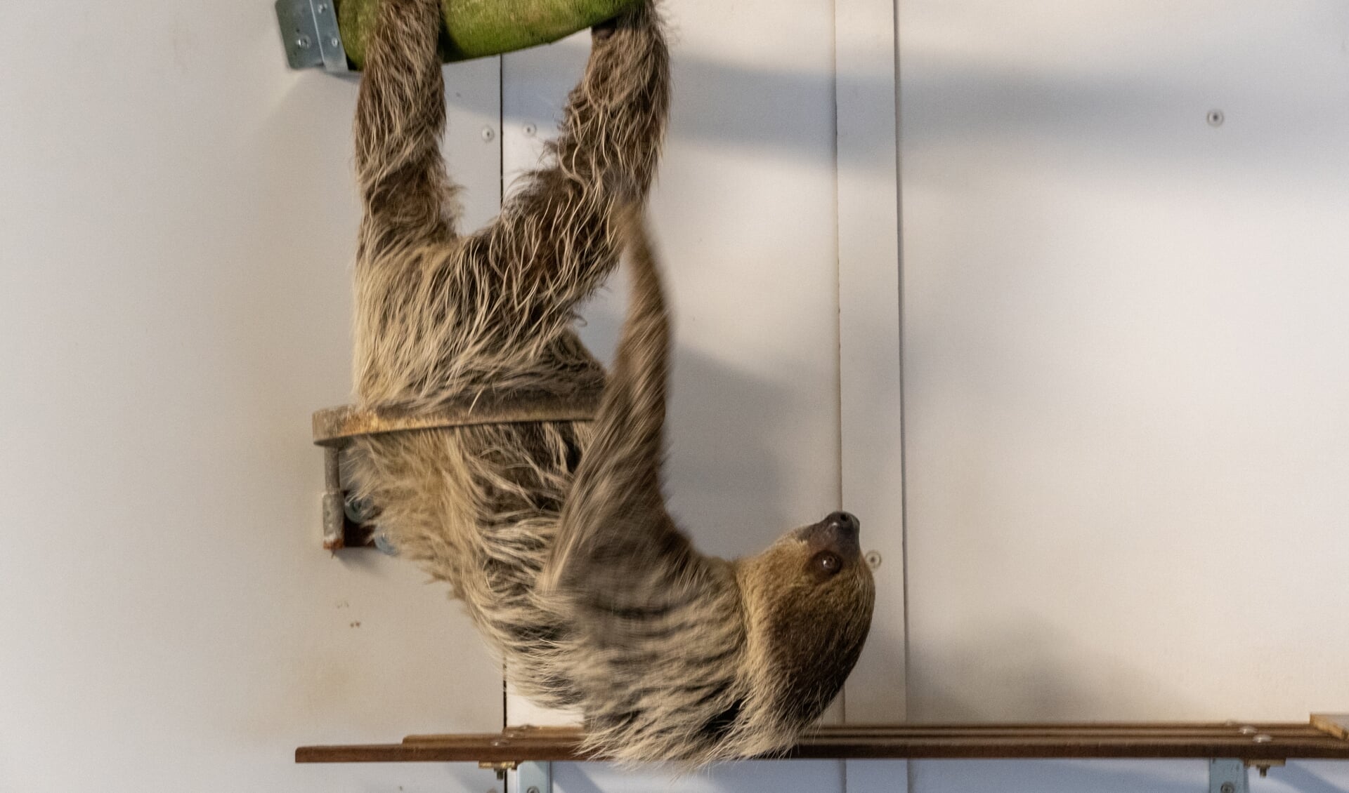 Zooparc Overloon verwelkomt de tweevingerige luiaard Stella