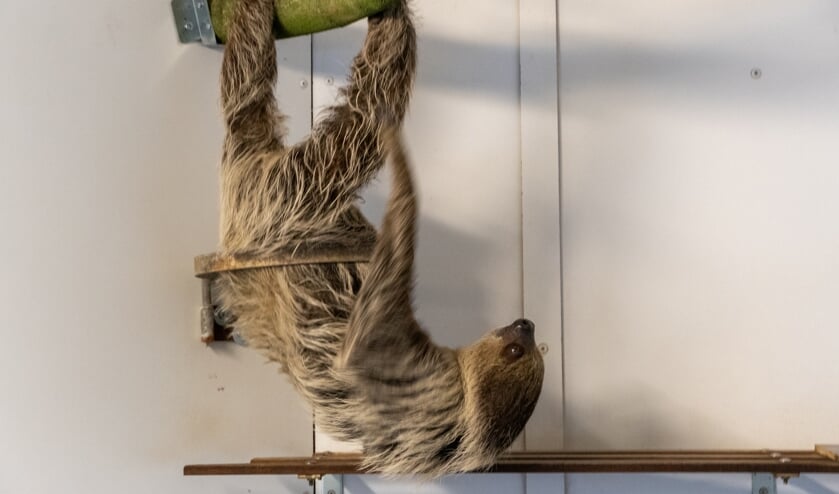 <p>Zooparc Overloon verwelkomt de tweevingerige luiaard Stella</p>