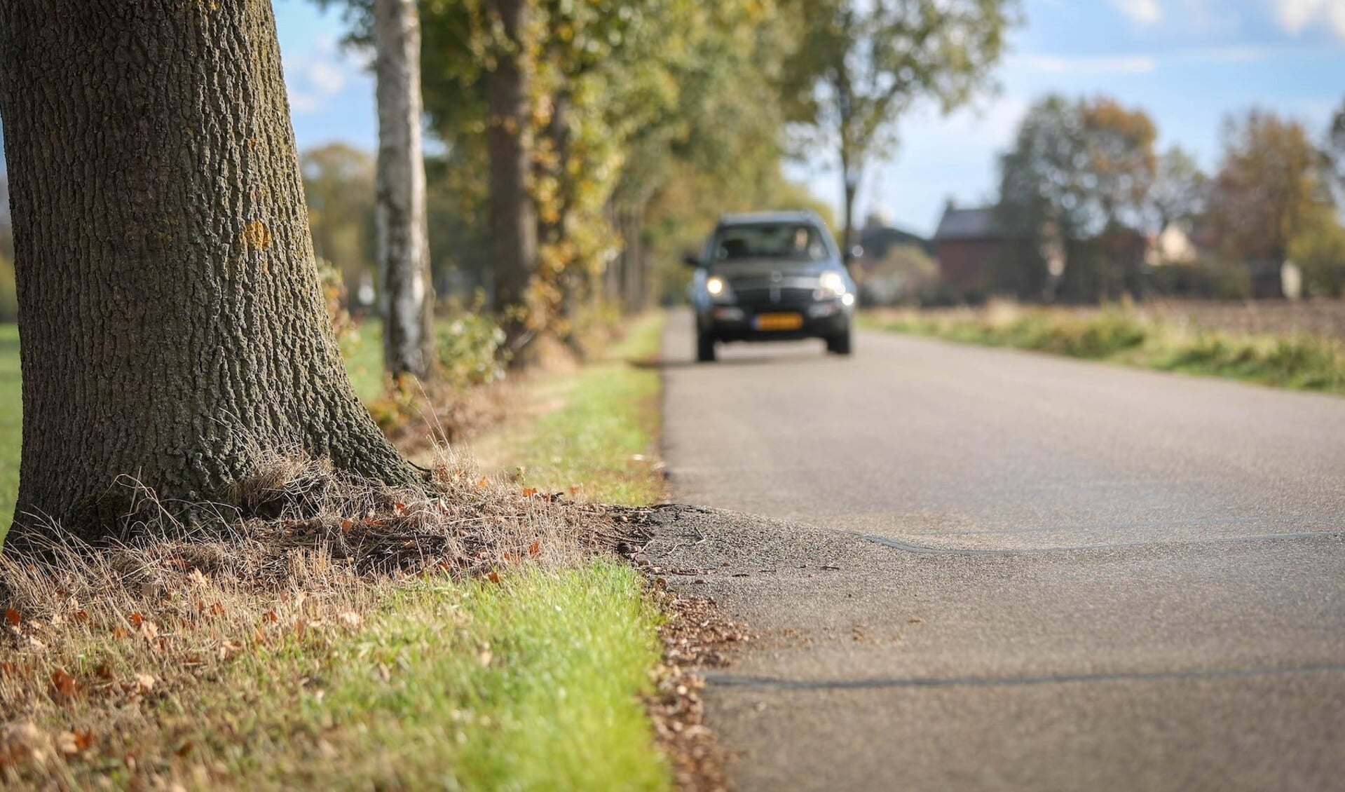Bomen langs de Siebengewaldseweg drukken het asfalt omhoog