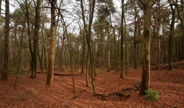 In de regio Maasduinen zijn veel kastelen gebouwd. Enkele zijn vandaag de dag nog
steeds zichtbaar in het landschap.