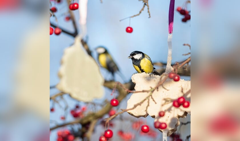 <p>Verwen ook de vogels in je tuin met een vrolijk feestmaal.</p>